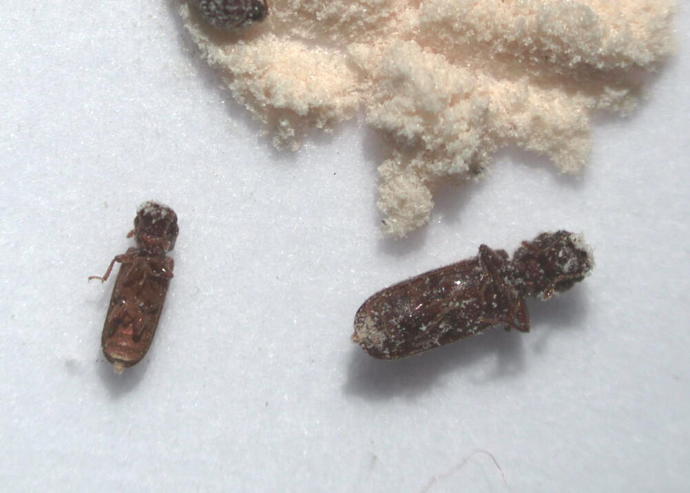 Powderpost beetle (Lyctus Brunneus)