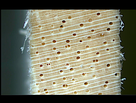 Macroscopic end-grain surface of Dyera costulata
