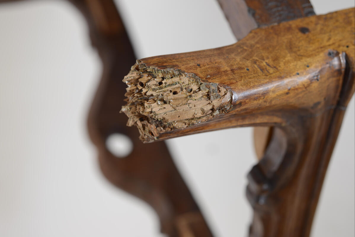 Chair leg damage caused by powderpost beetle activity